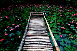 踱步花間，邂逅美麗