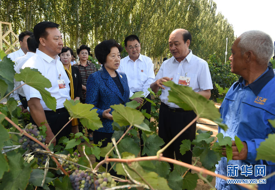 8月9日，中共中央政治局委員、中央統(tǒng)戰(zhàn)部部長、中央代表團副團長孫春蘭率中央代表團三分團，先后赴內蒙古自治區(qū)烏海市、阿拉善盟看望各族干部群眾。這是孫春蘭在烏海市漢森酒業(yè)集團的葡萄種植園了解葡萄種植情況。新華社記者 任軍川 攝
