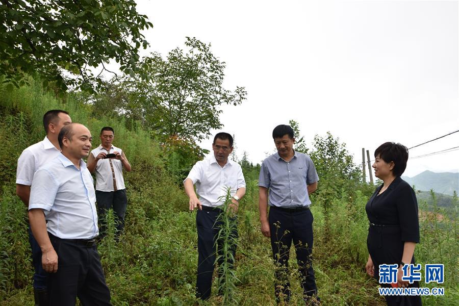 (新華全媒頭條·圖文互動)(3)安吉白茶奔向扶貧一線——浙江黃杜村農民黨員先富幫后富向貧困地區(qū)捐贈“扶貧苗”