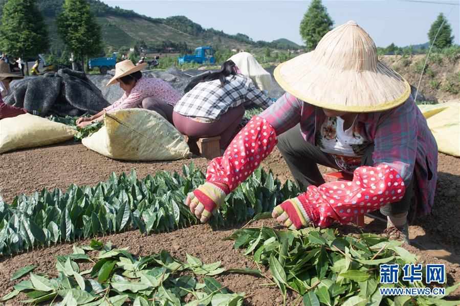 (新華全媒頭條·圖文互動)(7)安吉白茶奔向扶貧一線——浙江黃杜村農民黨員先富幫后富向貧困地區(qū)捐贈“扶貧苗”