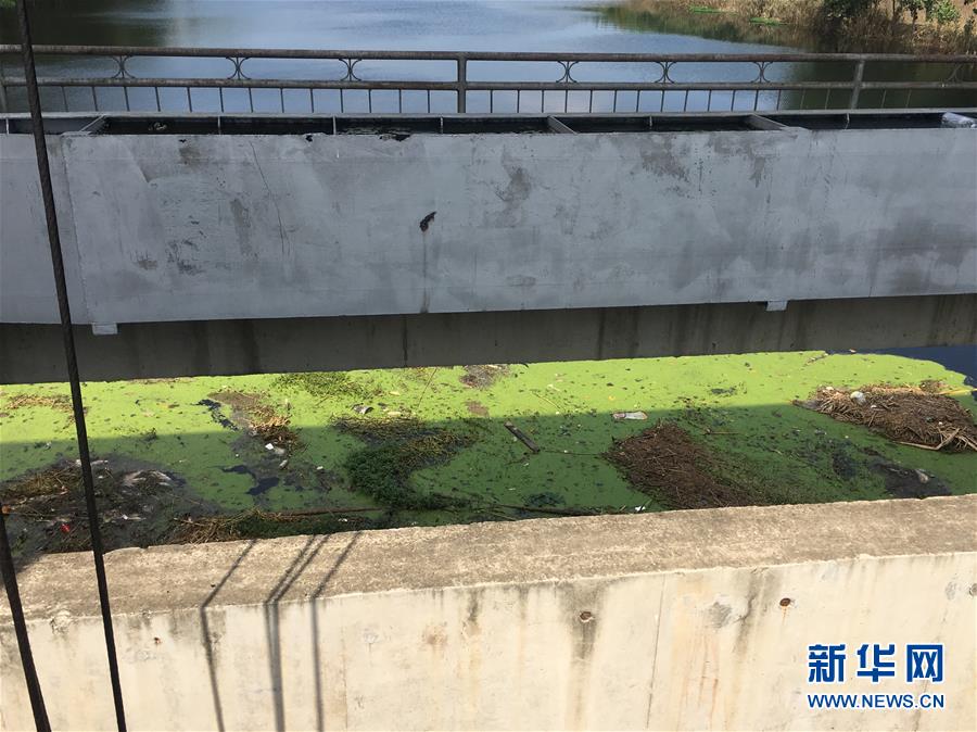 （新華視點·圖文互動）（2）上游洪水來襲下游魚蟹死亡，泄洪為何變泄污？