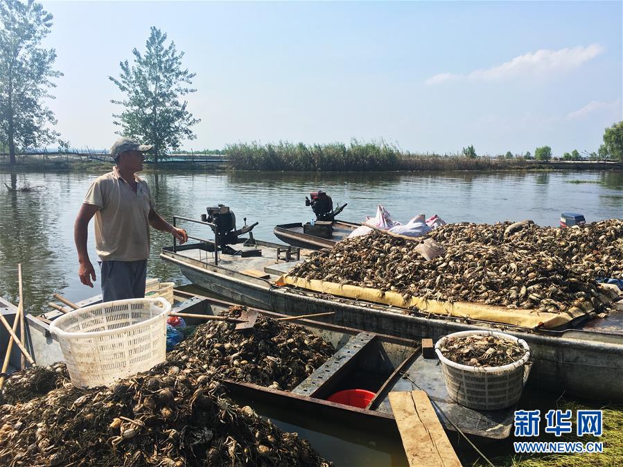 （新華視點·圖文互動）（1）上游洪水來襲下游魚蟹死亡，泄洪為何變泄污？