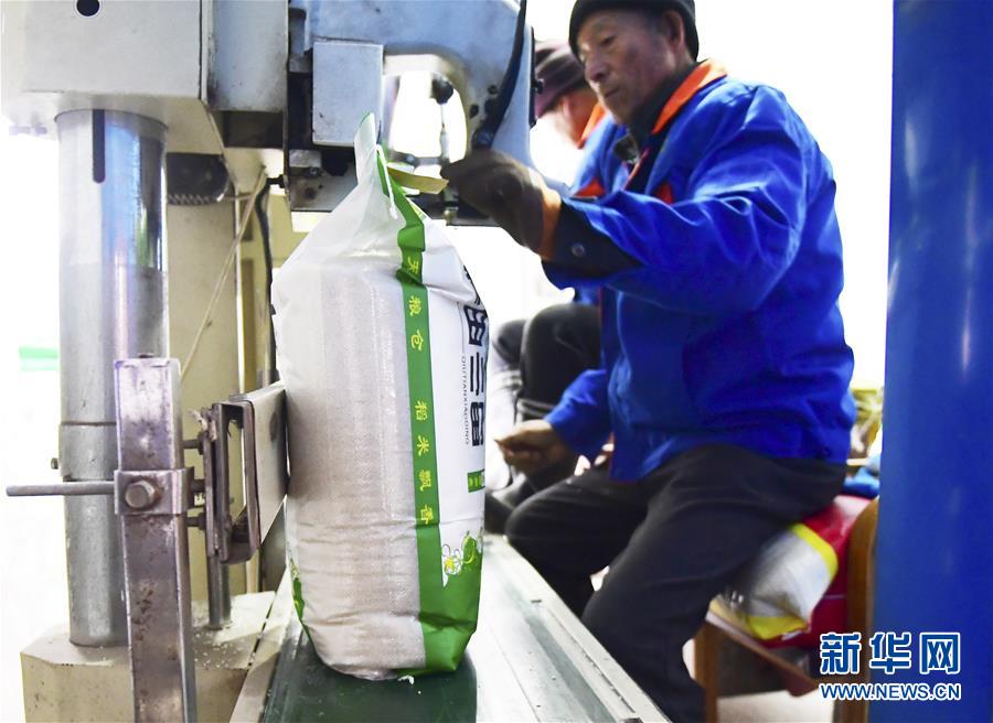 （在習近平新時代中國特色社會主義思想指引下——新時代新作為新篇章·鄉(xiāng)村振興戰(zhàn)略·圖文互動）（3）吉林榆樹：產糧“冠軍縣”大旱之年從容應對減產考驗
