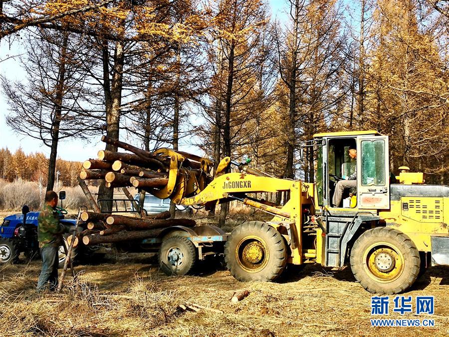 （新華全媒頭條·圖文互動）（7）那一抹綠色，走進(jìn)越來越多人心里——河北塞罕壩續(xù)寫新時代綠色傳奇