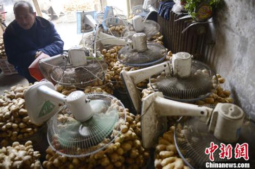 資料圖：山西太原蔬菜批發(fā)市場，姜販用多臺(tái)電風(fēng)扇風(fēng)干新鮮潮濕的生姜。<a target='_blank' ><p  align=