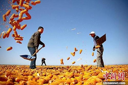 資料圖。農(nóng)民揮動鐵锨晾曬玉米，使得滿地盡帶“黃金甲”，成為一道靚麗的風(fēng)景線。趙琳 攝