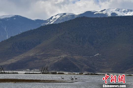 圖為在納帕海濕地棲息的候鳥(niǎo)?！⑷疥?yáng) 攝