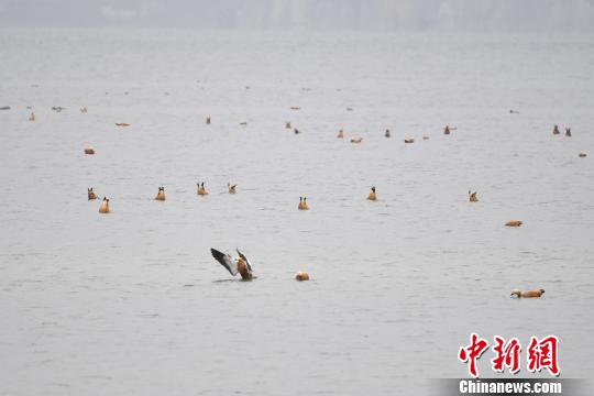 圖為在納帕海濕地棲息的候鳥(niǎo)?！⑷疥?yáng) 攝