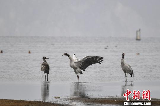 圖為在納帕海濕地棲息的黑頸鶴?！⑷疥?yáng) 攝