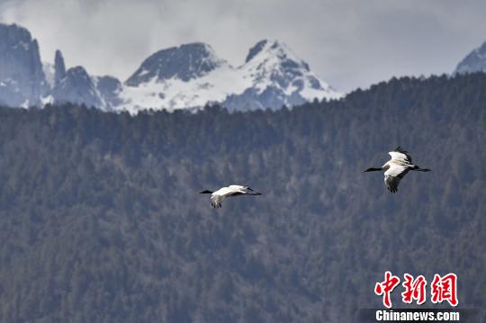 圖為在納帕海濕地上空飛翔的黑頸鶴?！⑷疥?yáng) 攝