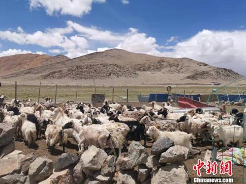 圖為羊群正從羊圈里出來(lái)。 謝藝觀 攝