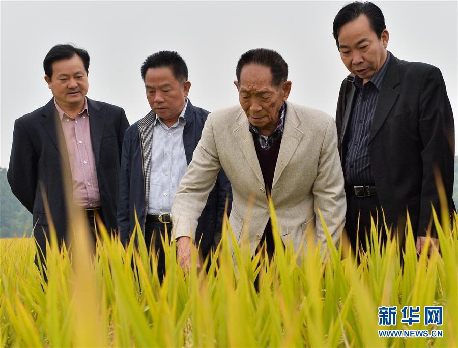 （壯麗70年·奮斗新時(shí)代——共和國(guó)榮光·圖文互動(dòng)）（2）袁隆平：把對(duì)祖國(guó)的熱忱結(jié)成飽滿(mǎn)的稻穗