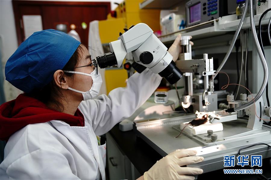 （圖文互動）（2）攻擊行為如何被大腦控制？科學(xué)家在小鼠大腦中發(fā)現(xiàn)“調(diào)節(jié)開關(guān)”