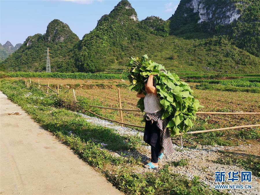 （決戰(zhàn)決勝脫貧攻堅(jiān)·圖文互動）桑蠶織出“致富網(wǎng)”——桂西邊境山村走訪見聞