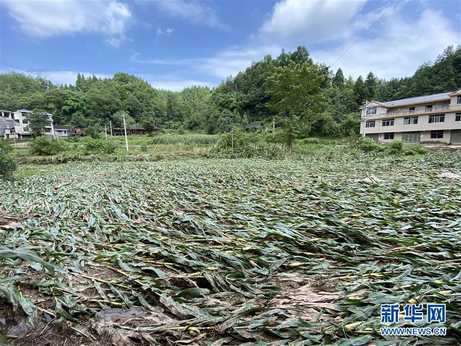 （防汛抗洪·圖文互動）（4）山洪襲來前，澧水河畔大轉(zhuǎn)移