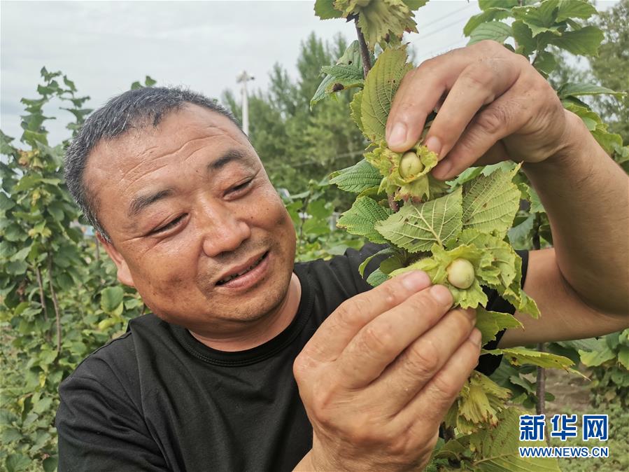 （決戰(zhàn)決勝脫貧攻堅(jiān)·圖文互動）（1）榛子樹結(jié)出“扶貧果”