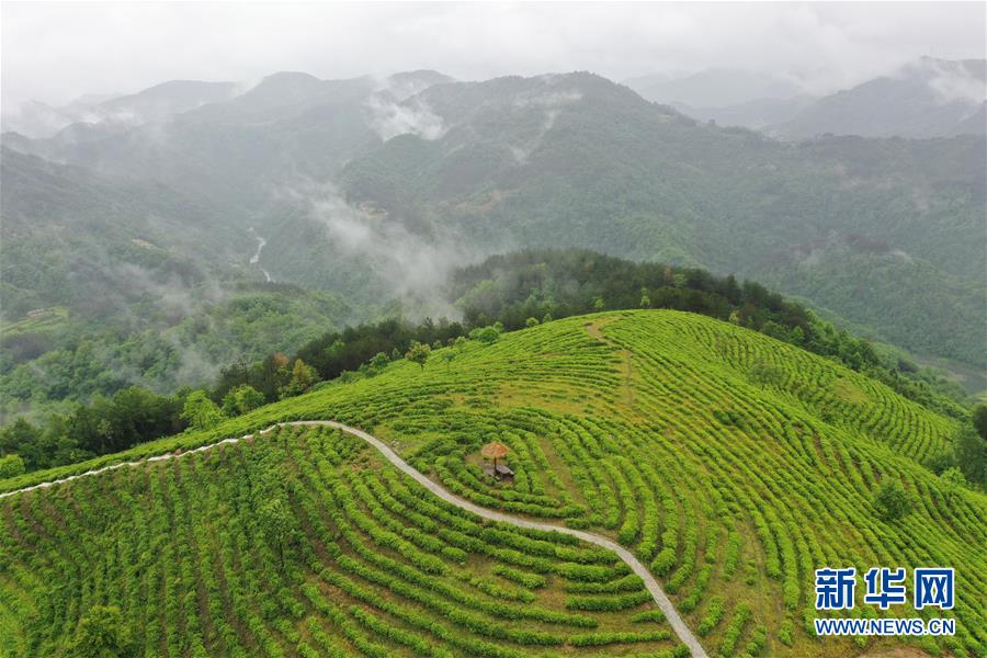 （走向我們的小康生活·圖文互動）（8）綠了青山，紅了日子——秦巴山區(qū)群眾繪出小康“調(diào)色板”