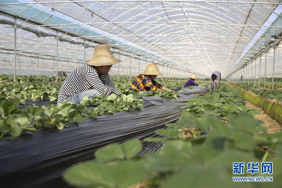 （新華全媒頭條·決戰(zhàn)決勝脫貧攻堅·督戰(zhàn)未摘帽貧困縣·圖文互動）（12）不獲全勝，決不收兵——全國52個掛牌督戰(zhàn)貧困縣脫貧攻堅紀(jì)實(shí)