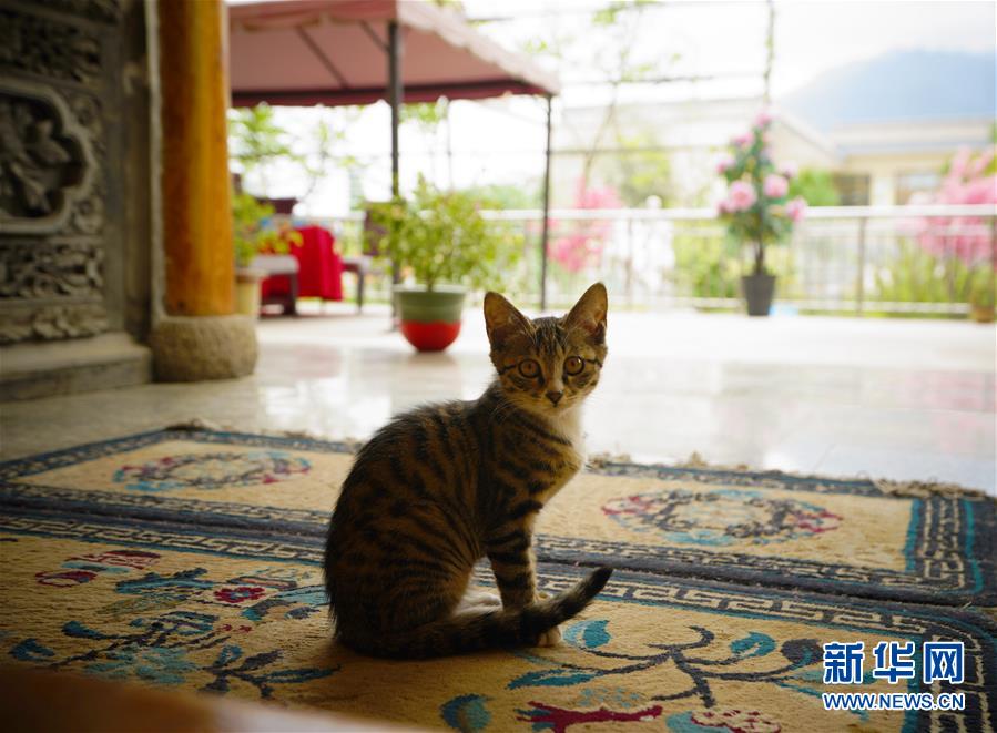 （走向我們的小康生活·決戰(zhàn)決勝脫貧攻堅(jiān)·圖文互動(dòng)）（3）甘青交界處的跨越——保安族、撒拉族的脫貧故事