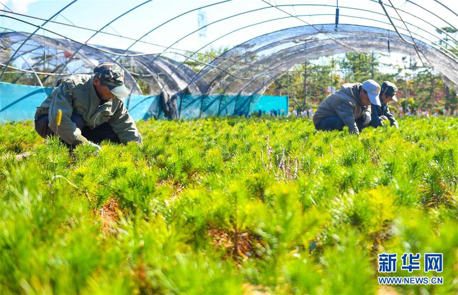 （在習(xí)近平新時代中國特色社會主義思想指引下——新時代新作為新篇章·習(xí)近平總書記關(guān)切事·圖文互動）（8）綠意，在黃沙中鋪展——我國防沙治沙紀(jì)實