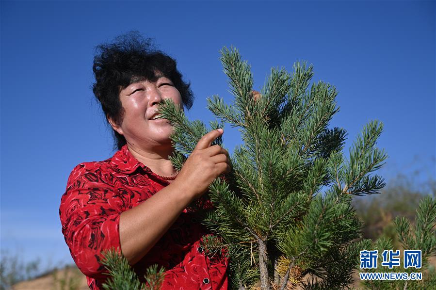 （在習(xí)近平新時代中國特色社會主義思想指引下——新時代新作為新篇章·習(xí)近平總書記關(guān)切事·圖文互動）（5）綠意，在黃沙中鋪展——我國防沙治沙紀(jì)實