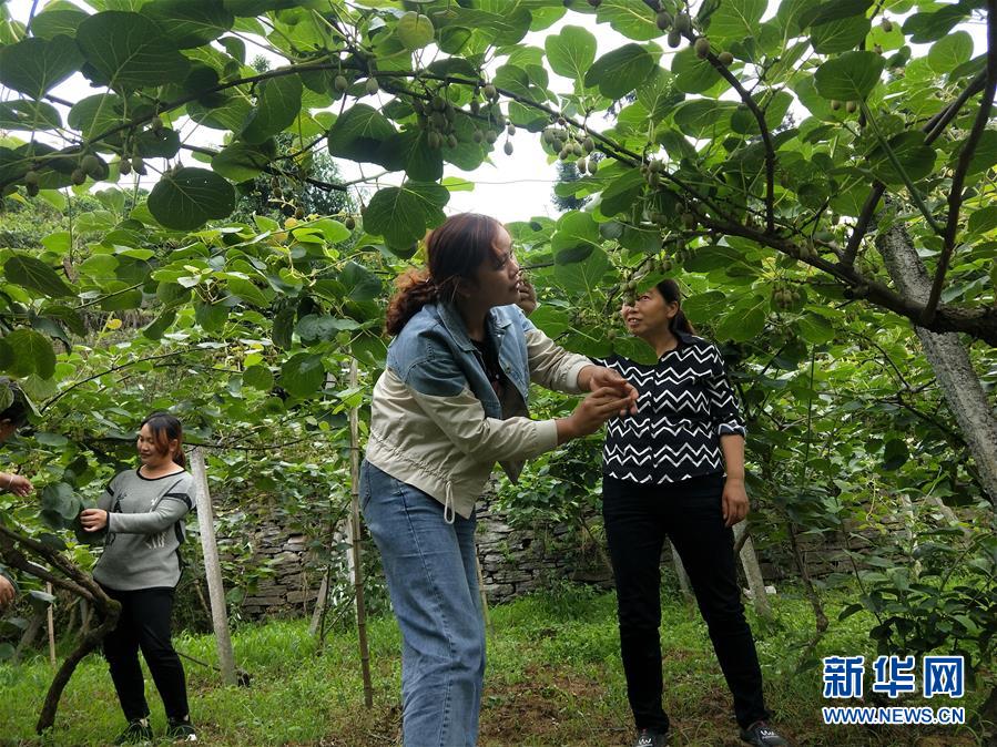 （新華全媒頭條·圖文互動）（10）初夏，循著總書記的腳步探訪產業(yè)扶貧新事