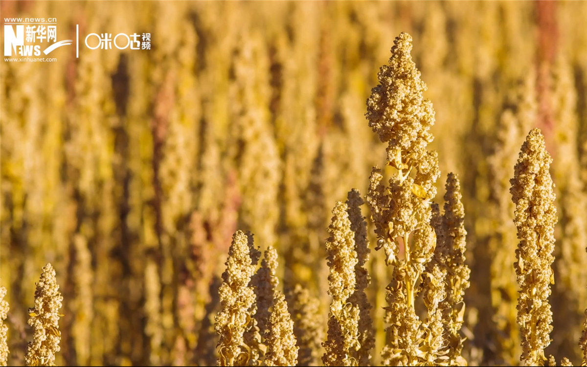 藜麥有極強的環(huán)境適應能力和低成本、高回報的種植模式