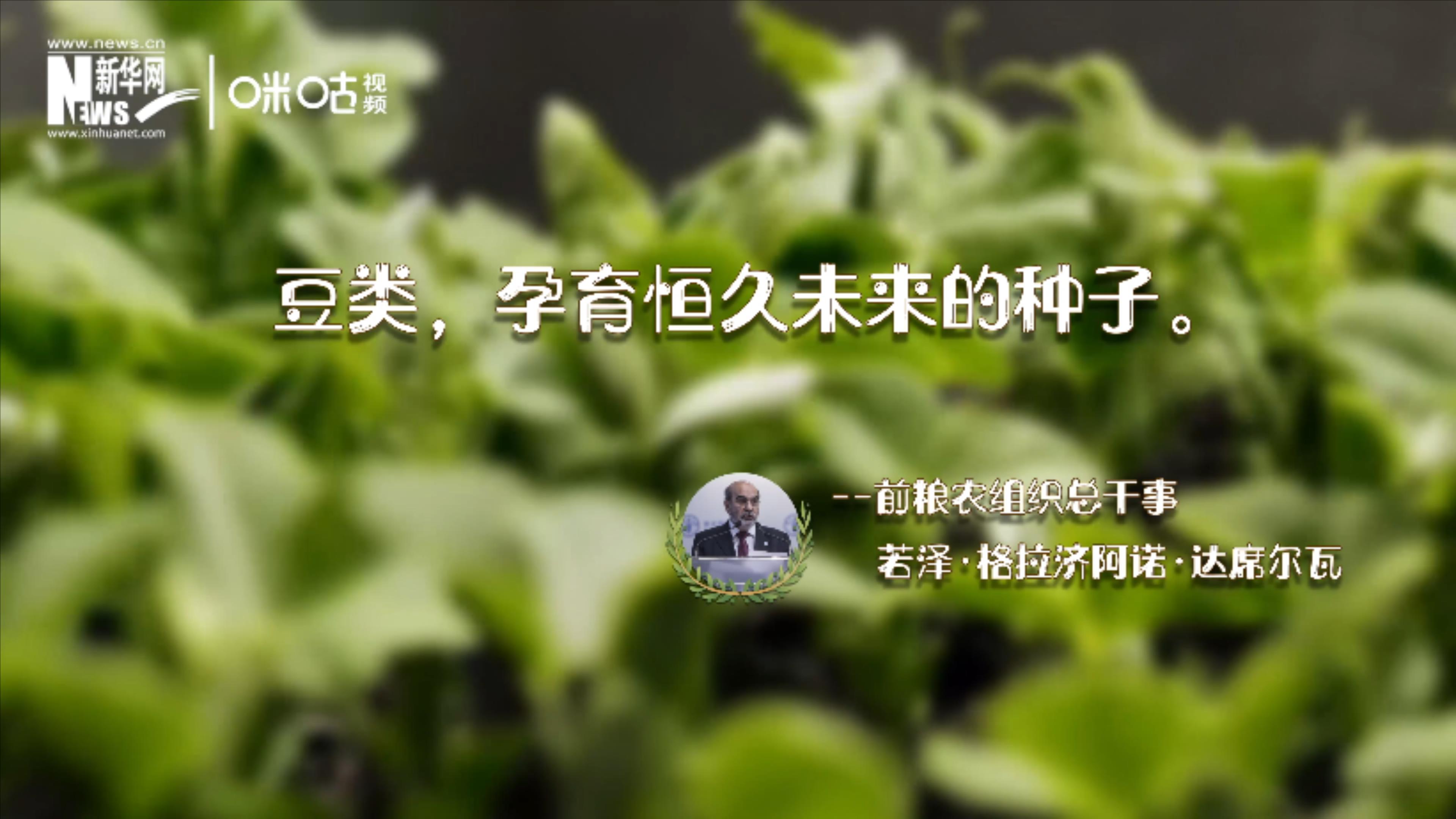 豆類，孕育恒久未來的種子