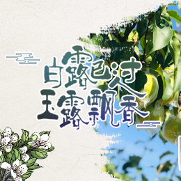 白露已過，玉露飄香