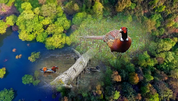 世界地球日丨神奇珍稀動物在哪里？車八嶺國家級自然保護區(qū)走一波