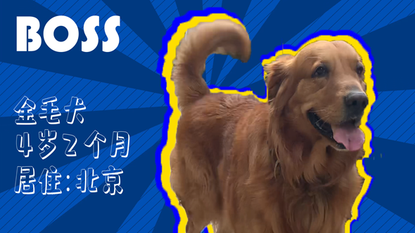 有效拴繩&科學(xué)遛狗——如何文明養(yǎng)犬？“撿屎官”們快看過(guò)來(lái)！