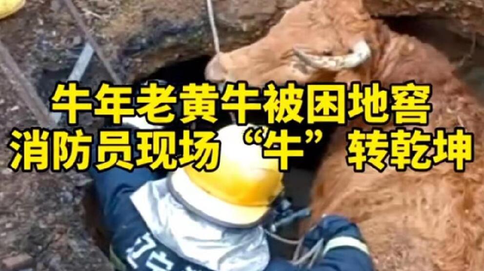 牛年老黃牛被困地窖，消防員現(xiàn)場(chǎng)“牛”轉(zhuǎn)乾坤！
