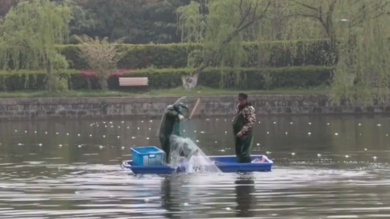 別人家的學(xué)校！安師大請師生吃一萬斤魚