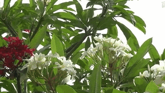 云南西雙版納：雞蛋花盛開！帶你看看一樹多花的奇觀