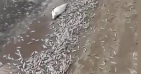 調(diào)查！藍(lán)綠藻暴發(fā) 俄多地魚類大規(guī)模死亡
