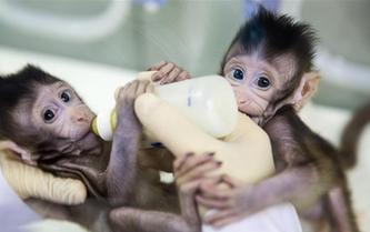 重大突破！兩只克隆猴在中國(guó)誕生