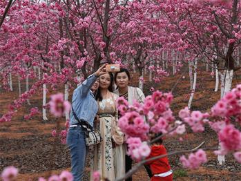 櫻花漫山，一份14年的等待